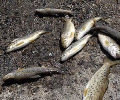 Investigan la causa de la muerte de una cincuentena de truchas en el río Ter